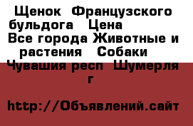 Щенок  Французского бульдога › Цена ­ 35 000 - Все города Животные и растения » Собаки   . Чувашия респ.,Шумерля г.